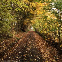 Buy canvas prints of A walk under natures canopy in Shropshire by Simon Marlow