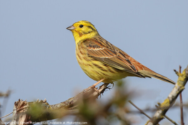 The beautiful colours and texture of a YellowHamme Picture Board by Simon Marlow