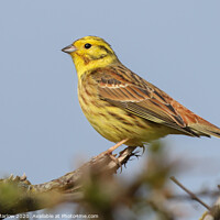Buy canvas prints of The beautiful colours and texture of a YellowHamme by Simon Marlow