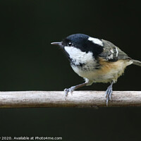 Buy canvas prints of Coal Tit on a branch looking to the left by Simon Marlow