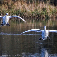 Buy canvas prints of A pair of majestic Swans coming into land by Simon Marlow