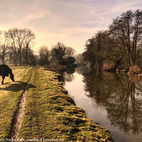 Buy canvas prints of Majestic Horses in a Scenic Countryside by Simon Marlow