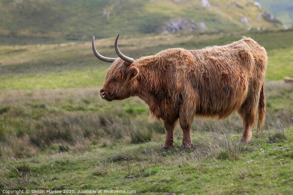 A Highland Cow high up in the Black Mountains, Wales Picture Board by Simon Marlow