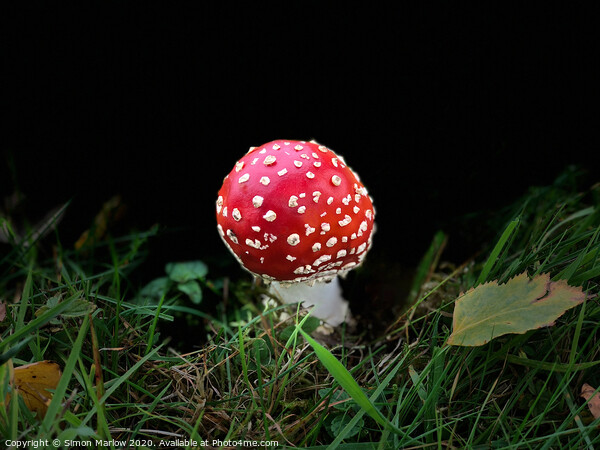 Enchanting Fly Agaric Fungi Picture Board by Simon Marlow