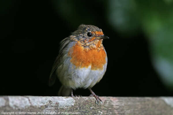 Young Robin sat on a tree branch Picture Board by Simon Marlow