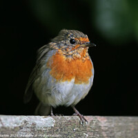 Buy canvas prints of Young Robin sat on a tree branch by Simon Marlow