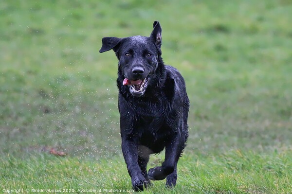 Black Labrador running straight at you Picture Board by Simon Marlow