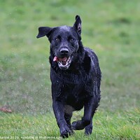 Buy canvas prints of Black Labrador running straight at you by Simon Marlow