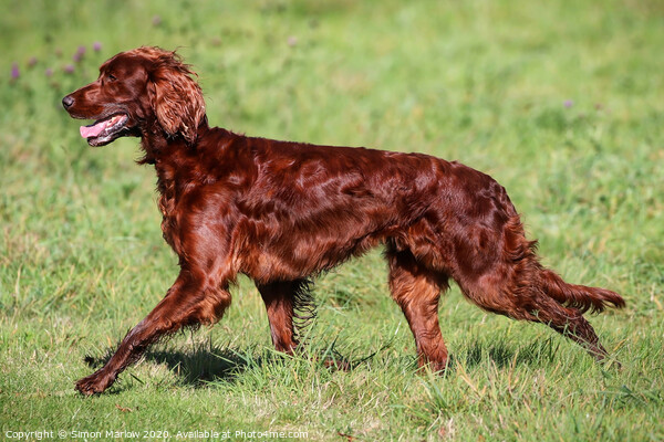 Beautiful side view of a Red Setter running Picture Board by Simon Marlow
