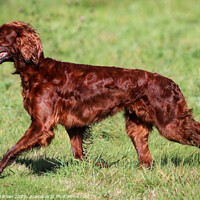 Buy canvas prints of Beautiful side view of a Red Setter running by Simon Marlow