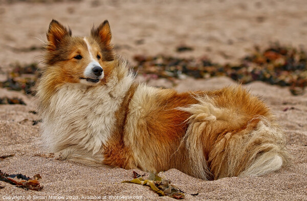 Rough Collie relaxing at the beach Picture Board by Simon Marlow