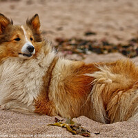 Buy canvas prints of Rough Collie relaxing at the beach by Simon Marlow