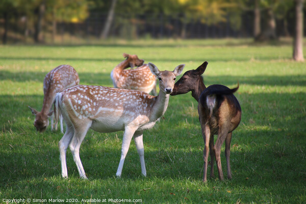 A tender moment between two Fallow Deer Picture Board by Simon Marlow