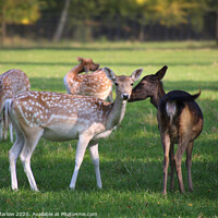 Buy canvas prints of A tender moment between two Fallow Deer by Simon Marlow