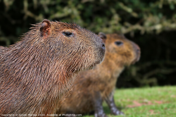 Close up of a Capybara looking right Picture Board by Simon Marlow