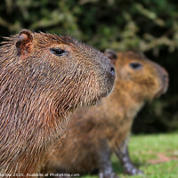 Buy canvas prints of Close up of a Capybara looking right by Simon Marlow