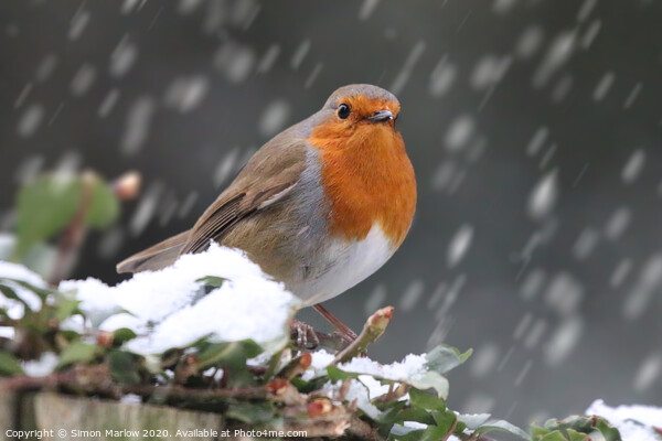 Robin Redbreast in the snow Picture Board by Simon Marlow