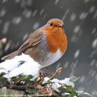 Buy canvas prints of Robin Redbreast in the snow by Simon Marlow