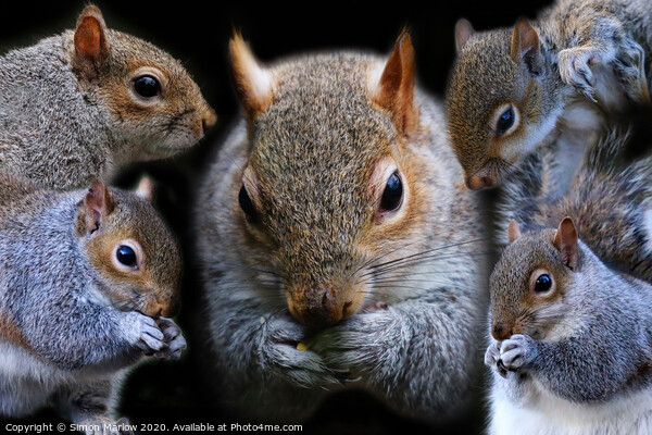 Composition of Grey Squirrels Picture Board by Simon Marlow