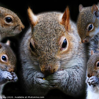 Buy canvas prints of Composition of Grey Squirrels by Simon Marlow