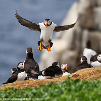 Buy canvas prints of Atlantic puffin coming into land  by Simon Marlow
