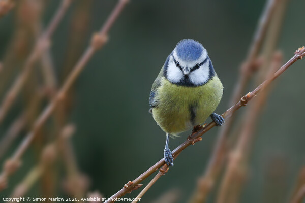 Blue Tit perched Picture Board by Simon Marlow