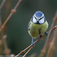 Buy canvas prints of Blue Tit perched by Simon Marlow
