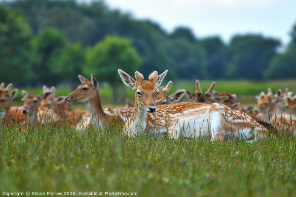 Deer relaxing in Richmond Park, London Picture Board by Simon Marlow