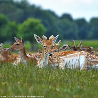 Buy canvas prints of Deer relaxing in Richmond Park, London by Simon Marlow