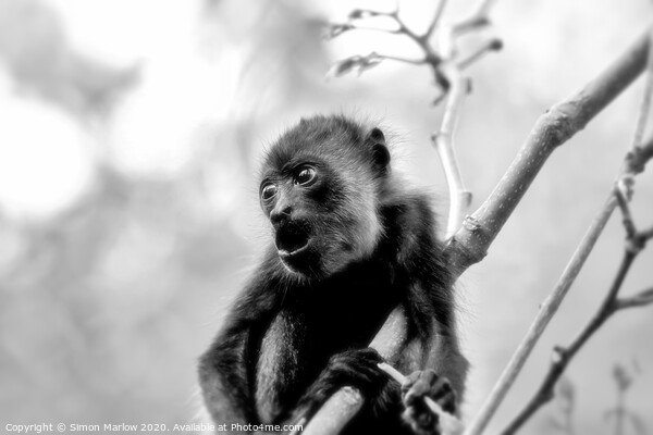 Adorable Baby Howler Monkey in Costa Rica Picture Board by Simon Marlow