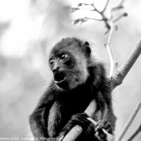 Buy canvas prints of Adorable Baby Howler Monkey in Costa Rica by Simon Marlow