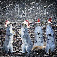 Buy canvas prints of Harmonizing Holiday Squirrels by Simon Marlow