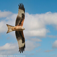 Buy canvas prints of Majestic Red Kite in Flight by Simon Marlow