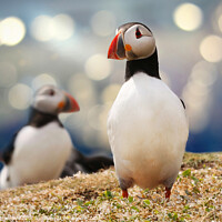 Buy canvas prints of Atlantic puffin off the Northumberland coast by Simon Marlow