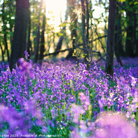Buy canvas prints of Enchanting Bluebell Woods at Twilight by Simon Marlow