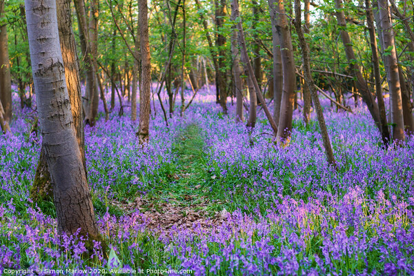 A walk through a Bluebell forest Picture Board by Simon Marlow