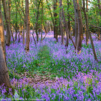 Buy canvas prints of A walk through a Bluebell forest by Simon Marlow
