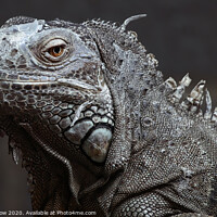 Buy canvas prints of Detailed closeup of an Iguana by Simon Marlow