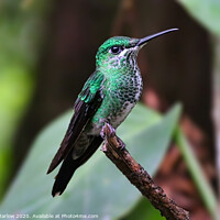 Buy canvas prints of Brilliant Green Hummingbird in Monteverde by Simon Marlow