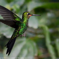 Buy canvas prints of Enchanting Green Crowned Hummingbird by Simon Marlow