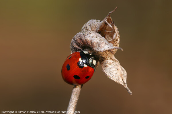 Hibernating Ladybird Picture Board by Simon Marlow