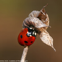 Buy canvas prints of Hibernating Ladybird by Simon Marlow