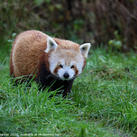 Buy canvas prints of Playful Red Panda in its Natural Habitat by Simon Marlow