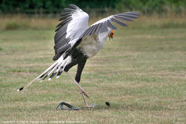 The spectacular Secretary Bird Picture Board by Simon Marlow