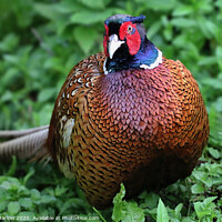Buy canvas prints of The textures and colours of a Pheasant by Simon Marlow