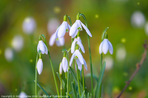 Serene Snowdrop Symphony Picture Board by Simon Marlow