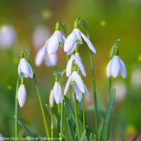 Buy canvas prints of Serene Snowdrop Symphony by Simon Marlow