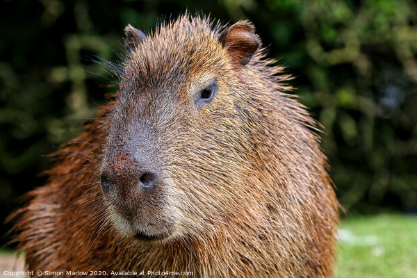 A Capybara close up Picture Board by Simon Marlow