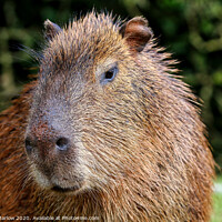 Buy canvas prints of A Capybara close up by Simon Marlow