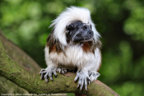 Cotton Top Tamarin Picture Board by Simon Marlow